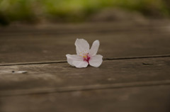 もうすぐお別れかな