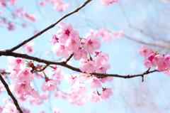 天保山の陽光桜 