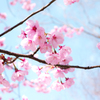 天保山の陽光桜 