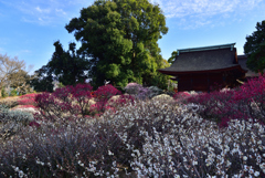 道明寺天満宮　