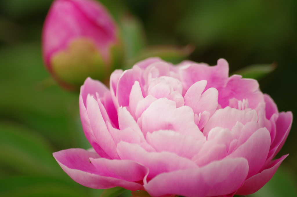 咲いたばかりの芍薬　久宝寺緑地