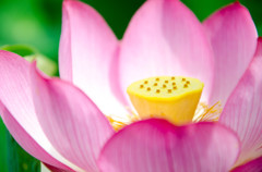 喜光寺　蓮の花