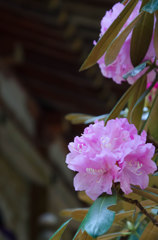 室生寺　金堂を彩る石楠花