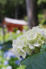 三室戸寺の紫陽花