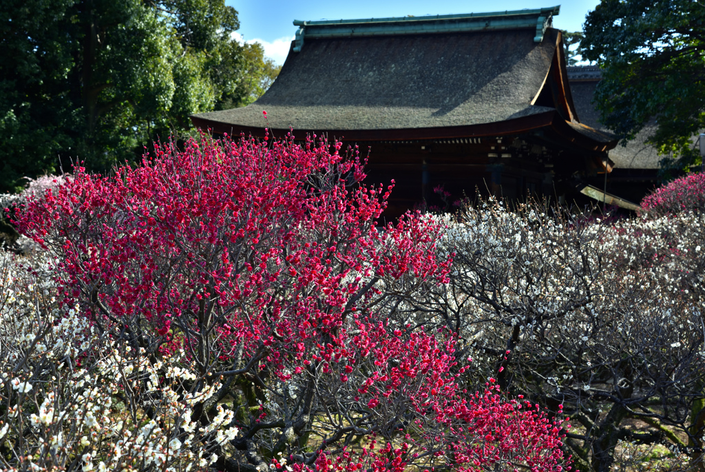 道明寺天満宮