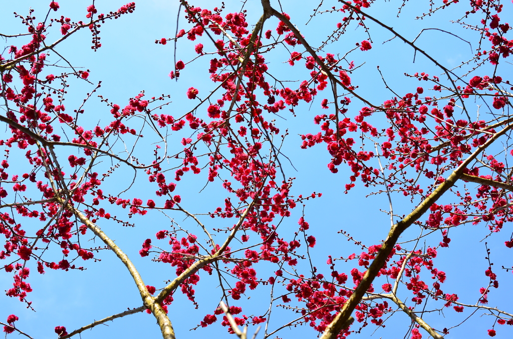 紅梅地図