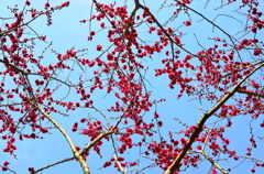 紅梅地図