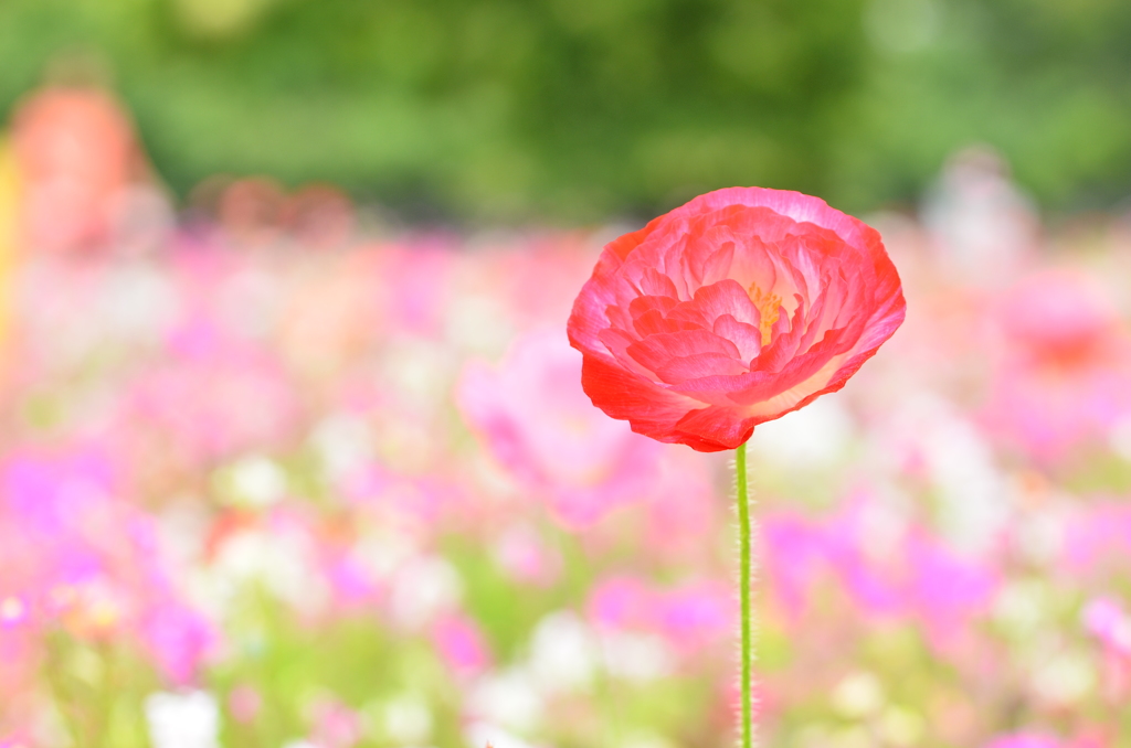 長居植物園のお花畑