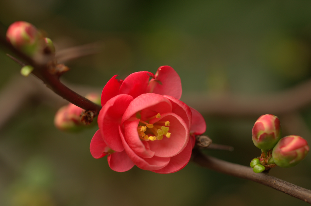 深紅の木瓜