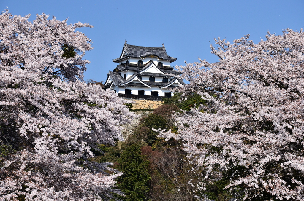 春の彩り　国宝彦根城