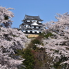 春の彩り　国宝彦根城