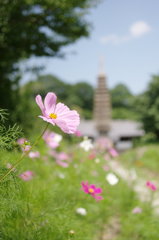 般若寺　初夏のコスモス
