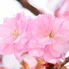 奥比叡の八重桜３