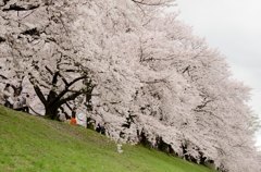 背割堤の桜