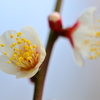 小梅