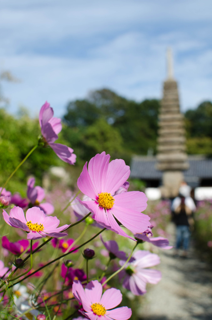 奈良般若寺コスモス