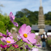 奈良般若寺コスモス