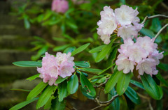 室生寺　鎧坂の石楠花