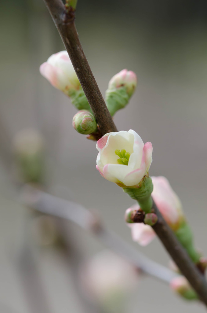 木瓜の花