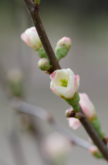 木瓜の花