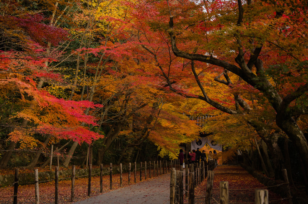 長岡京市光明寺　紅葉のトンネル