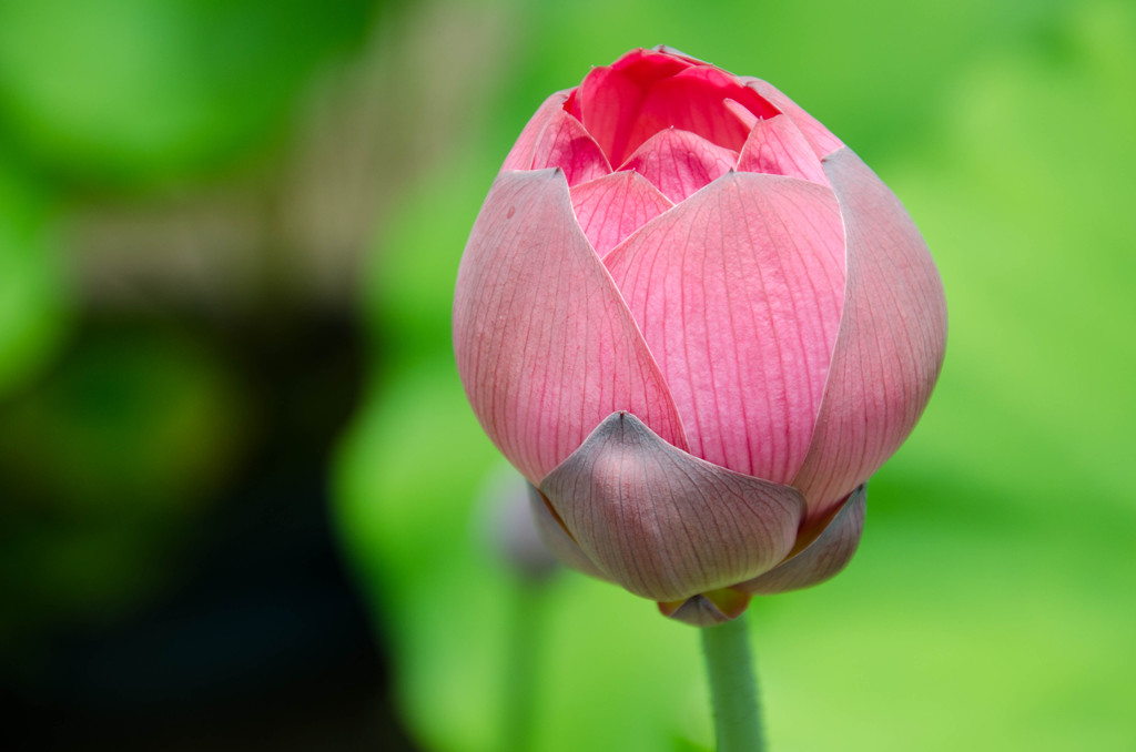 唐招提寺　蓮　残念ながら蕾