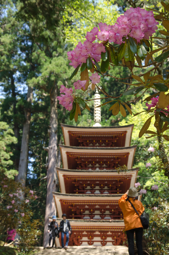 室生寺　五重塔と石楠花