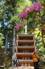 室生寺　五重塔と石楠花