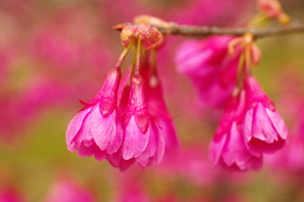 寒緋桜