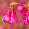 寒緋桜