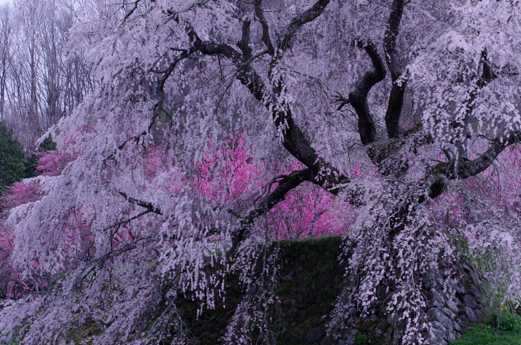 これぞ瀧桜！！