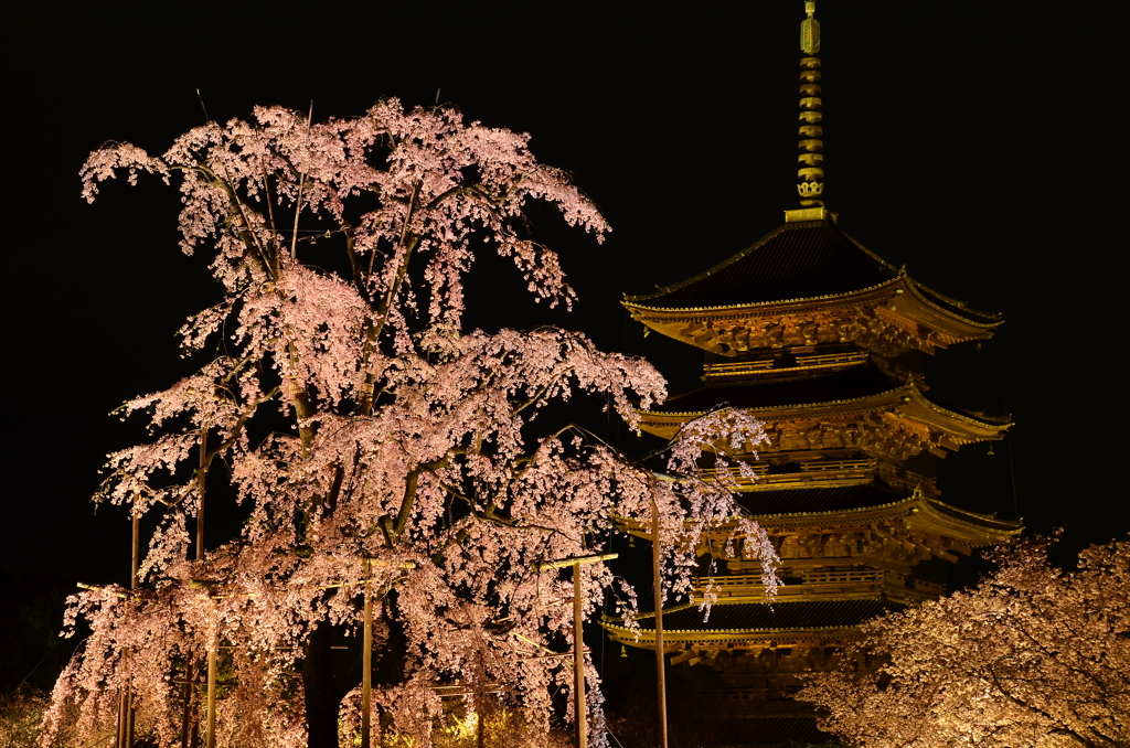 教王護国寺の桜　其の一