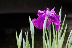 城北公園　花菖蒲園