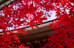 高野山　紅葉