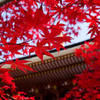 高野山　紅葉