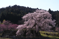 又兵衛桜（再掲版）