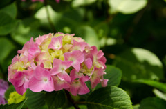 矢田寺　アジサイ