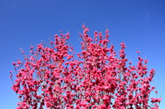 花桃