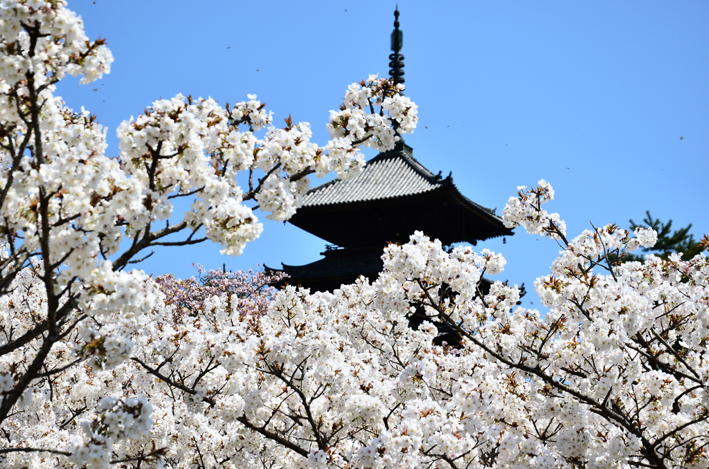 御室の桜