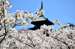 御室の桜