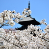 御室の桜