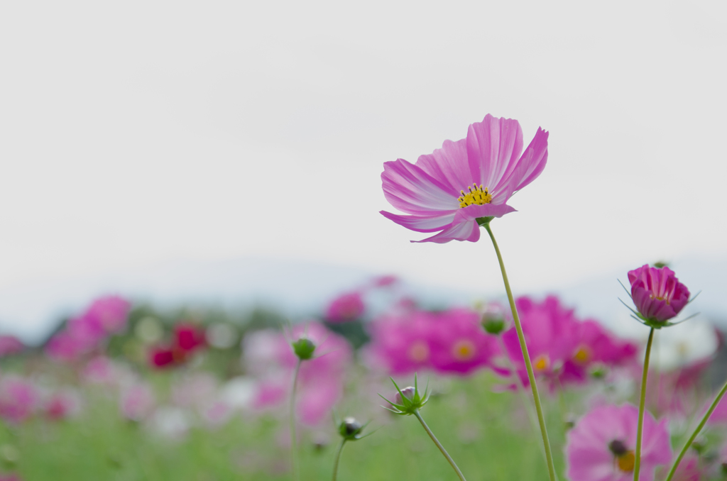 古の都、今はお花畑（２）