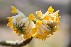ミツマタの花