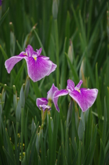 城北公園　花菖蒲園