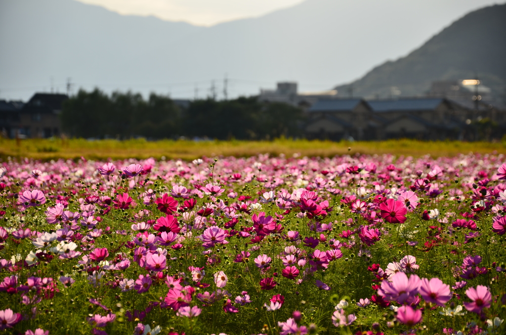 古の都、今はお花畑（１）