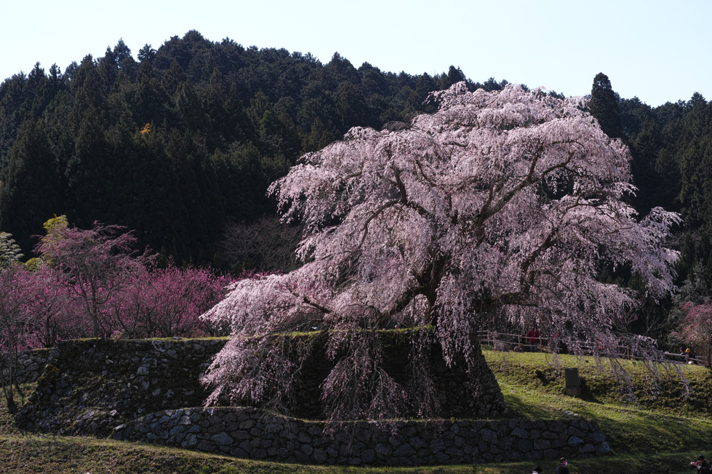 本郷の滝桜　又兵衛桜