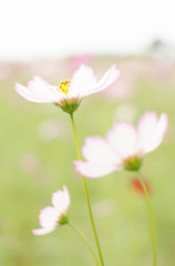 万博公園花の丘コスモス畑