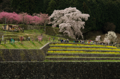 再訪問　本郷の瀧桜