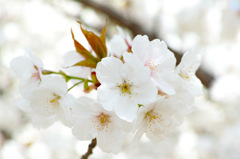 御室桜