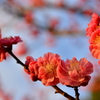 なぁ、この夕日、あと何回見れるんだろうなぁ？